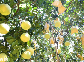Image: The specialty fruit can be kept… for half a year, collecting a crop with several a few hundred million dollars