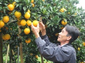Image: The stem of the orange helps to change a farmer’s life