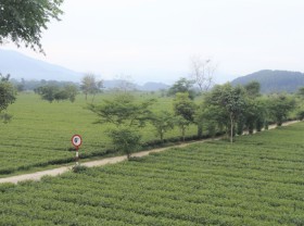 Image: The tree species that brought people out of poverty in border areas remains stable during the epidemic