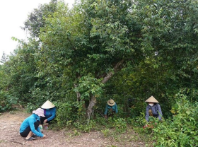 Image: The whole commune pulled together to pick up “forest treasures”, collecting billions of dong