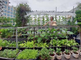 Image: Architect’s rooftop organic garden