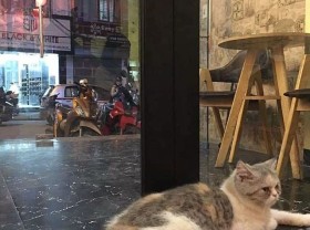 Image: List of 8 pet cafes, super cute Hanoi cat and dog cafe