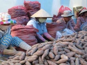 Image: More agri products to enter foreign markets