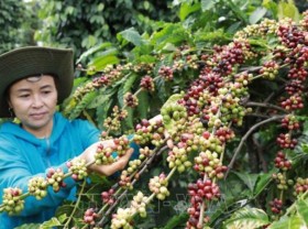 Image: Vietnam expects 2022 coffee export at US$4 billion