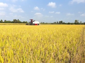 Image: Vietnam rice prices gain top spot on global markets