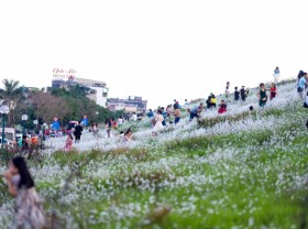 Image: On the weekend afternoon, the dyke covered with white reeds in Hanoi was crowded with people to take pictures and check-in