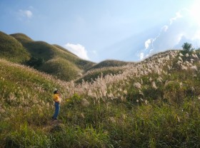 Image: Panicum virgatum season in Binh Lieu