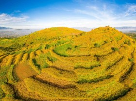 Image: ‘Terraces’ of wild sunflowers dyed yellow by R’Chai volcano