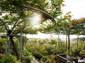 Image: The ‘capital’ of roses is brilliant before the first flower festival