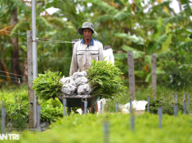 Image: The “Farmer Master” in Ca Mau earns millions of dollars by nursery seedlings and farming perch