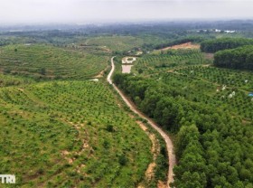 Image: The specialty fruit grown in the mountains, the high price is still “burning out”