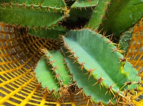 Image: Turn wild thorny plants in the sand into a unique dish