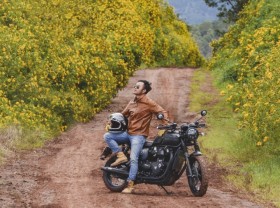 Image: Wild sunflowers bloom in the suburbs of Da Lat
