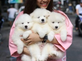 Image: Top 6 most interesting pet cafes in Da Nang