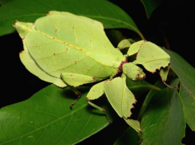 Image: Unique hundreds dollar “mobile leaf” hobby