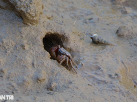 Image: Unique move to hunt multi-legged species running as fast as the wind