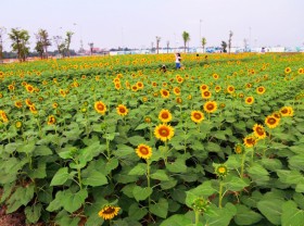 Image: 12,000 square meter sunflower garden attracts young people in Ho Chi Minh City