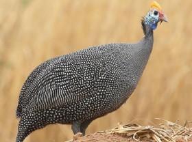 Image: A strange type of chicken that has never been seen, with horns on its head, on New Year’s Eve, if you have money, you may not be able to buy it