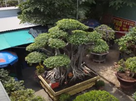 Image: Amazed at the shape of a super plant that has been raised for 12 years, the giants paid millions of dollars and did not sell it