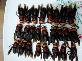 Image: Animals in Vietnam with dangerous venom are now a “money mine”, hunting people sell half a million/kg