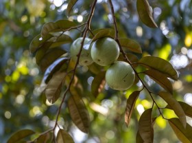 Image: At the end of the year, experience the extremely fruity purple breast milk garden in Can Tho, while eating and picking fruit to bring back