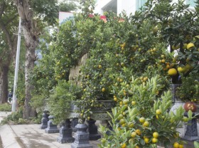 Image: Bonsai grapefruit down the street to serve customers to play Tet, a 50-year-old unique pot with a price of 100 million dong
