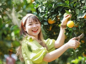 Image: “Breaking into” the “navel convex” orange garden in Moc Chau, customers buy it for 80,000 VND/kg
