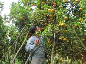 Image: Red mandarin and spring flower festivals to be organized in Dong Thap