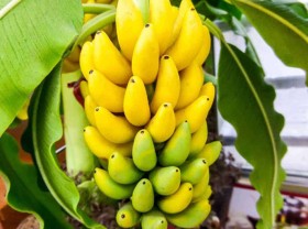 Image: Cheap fruit, dried into a famous specialty of a region, sold as a popular Tet gift