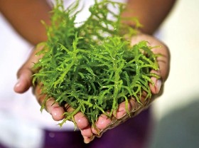 Image: Considered “ocean’s nest”, this type of seaweed costs up to half a million dong/kg