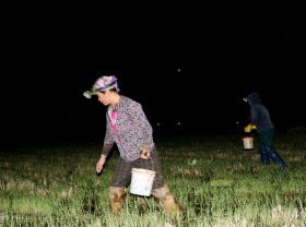 Image: Field crab hunting season