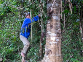 Image: Go to the forest to pick Gleditsia fera