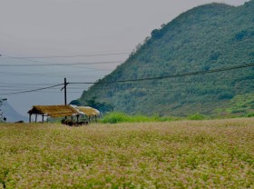 Image: Ha Giang tourism 4 days 4 nights what to play, where to stay?