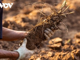 Image: Hanoi: Working hard to dig grown tubers (without care) also makes money in the middle of the Red River