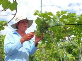 Image: Ninh Thuan ornamental grapes in Tet season