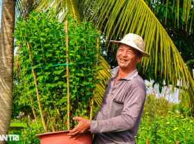 Image: Old farmer “blown” chrysanthemum flowers… long legs, selling for nearly $25/pot