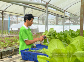Image: Only grows vegetables but the “street farmer” who earns 150 million dong/month.