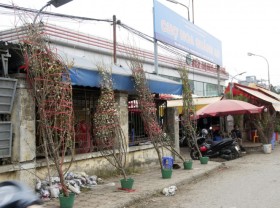 Image: Only selling flowers every New Year at the gate of Quang Ba flower market, a man from Bac Giang collects hundreds of millions of dong/per year