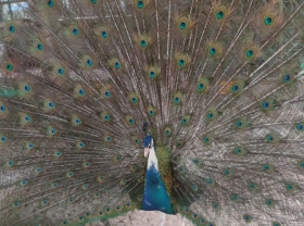 Image: Peacock a worker like a chicken, a farmer in the West is very profitable
