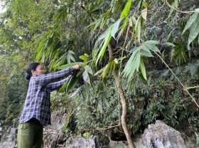 Image: Picking bamboo leaves to collect millions every day