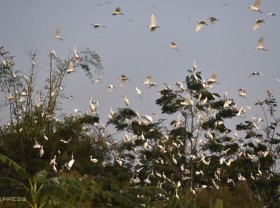 Image: Planting bamboo to lure storks back to make nests