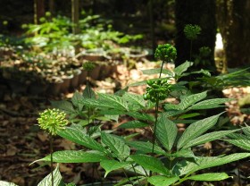 Image: Plants that once grew wild were brought back to be planted, and seeds sold for hundreds of millions of dong/kg
