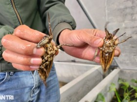 Image: Raising children to “swim like a fish, fly like a butterfly, smell like cinnamon” earns tens of millions of dong/per month