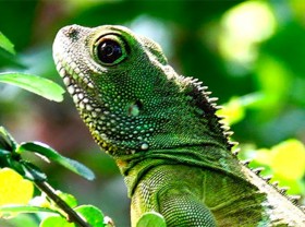 Image: Raising scary-looking animals, feeding vegetables, selling them as specialties to earn hundreds of millions of dollars a year