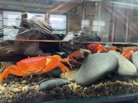 Image: Raising “strange” crabs is not for eating, 8x earns hundreds of millions of dong per month