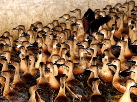 Image: Raising wild birds, feeding wild vegetables in the garden, selling 500,000 VND/bird as a specialty