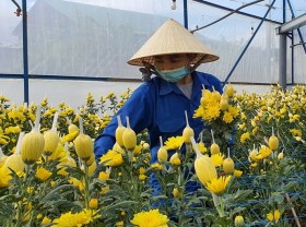 Image: Satisfied with the largest flower capital in the country: Take care of the whole year, in mid-December, you will know which garden won
