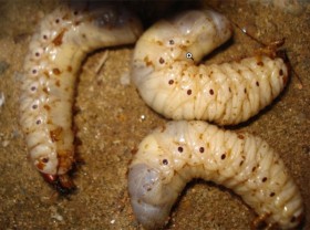 Image: Scary species, good for men, people go to the fields to dig for half a million / day