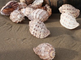 Image: Seafood species in Vietnam are scarce, little known, and a popular specialty in the city