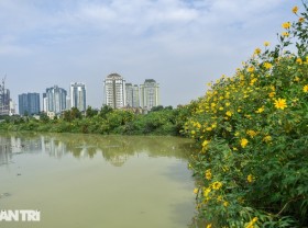 Image: See the wild sunflower garden of 200 trees covered in yellow in the heart of Hanoi